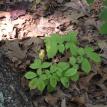 Ozark Mountain Ginseng