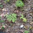 Ozark Mountain Ginseng